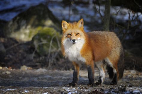 Red Fox.